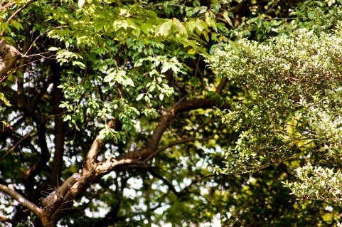 膝のMRI検査にはどれくらい時間がかかりますか?